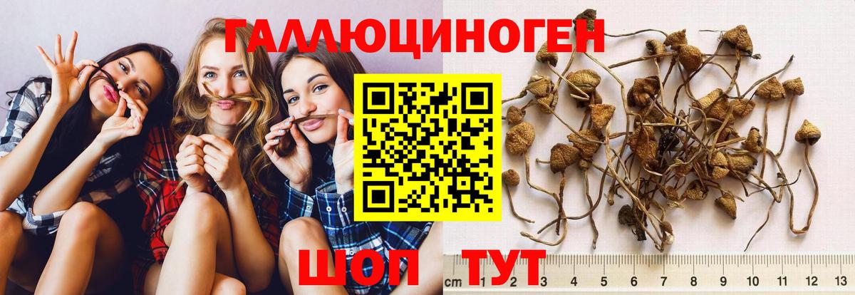 Псилоцибиновые грибы Magic Shrooms  Псилоцибиновые грибы Cubensis  Тосно  Вход с VPN 